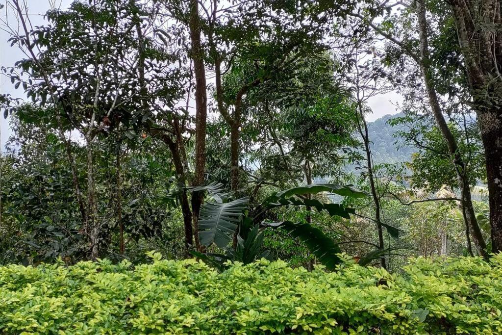 Coffee Camp Home Stay With Tree House Kattappana Bagian luar foto