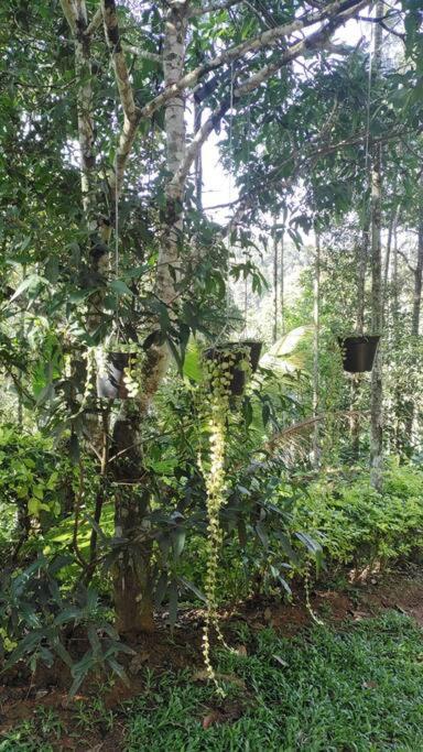 Coffee Camp Home Stay With Tree House Kattappana Bagian luar foto