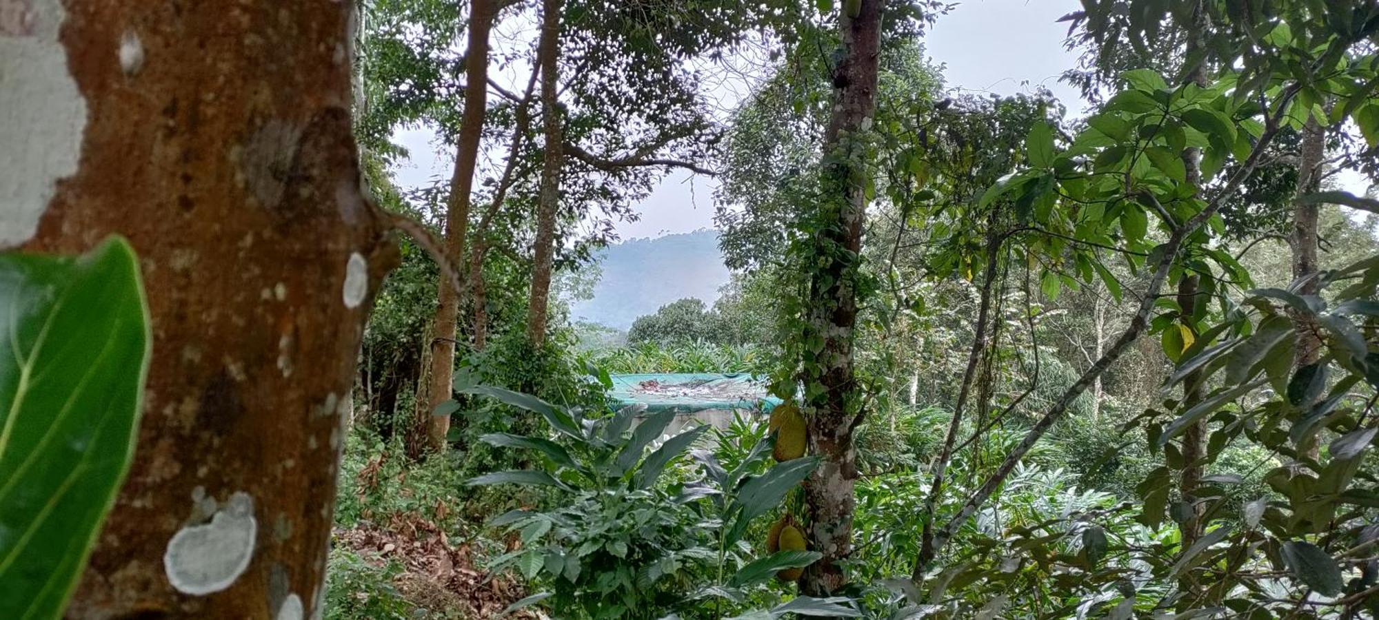 Coffee Camp Home Stay With Tree House Kattappana Bagian luar foto