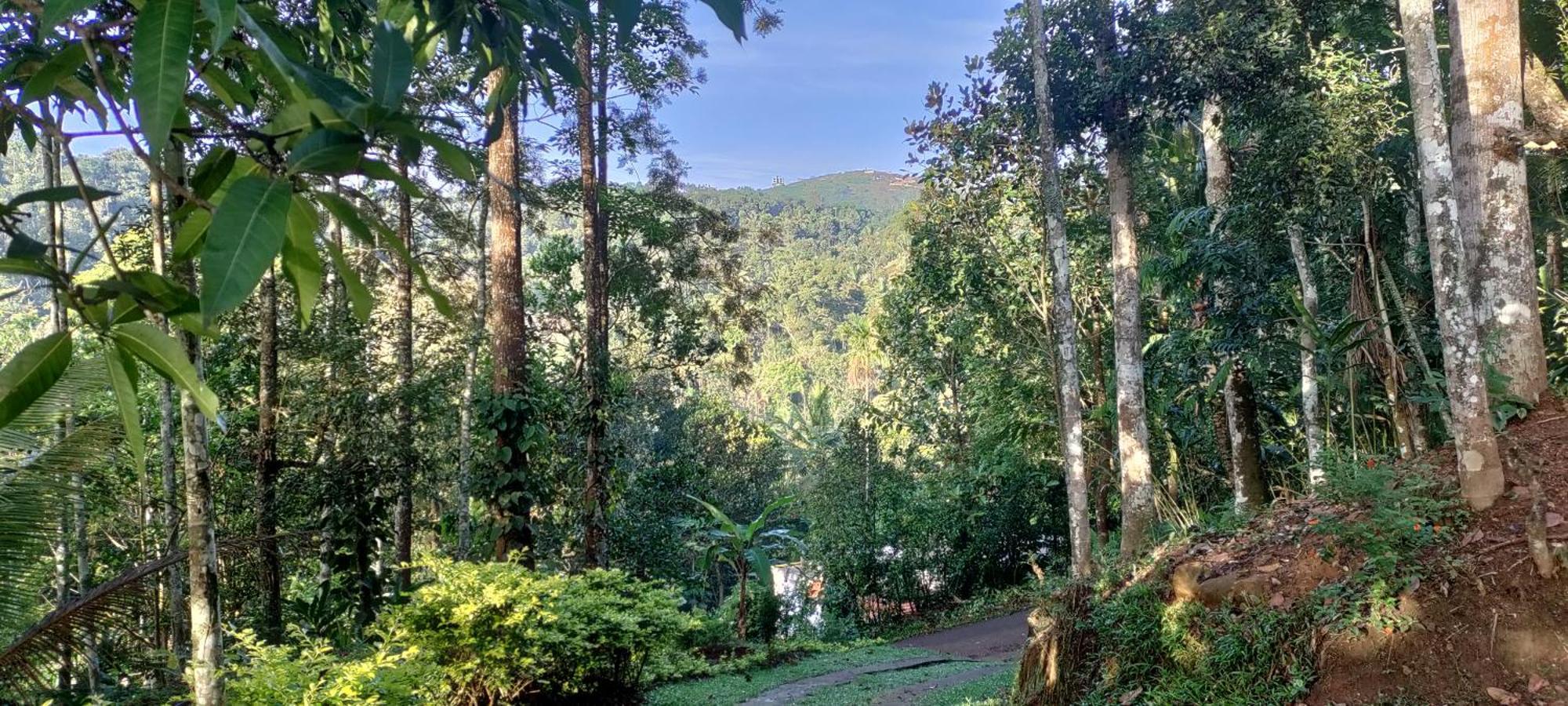Coffee Camp Home Stay With Tree House Kattappana Bagian luar foto